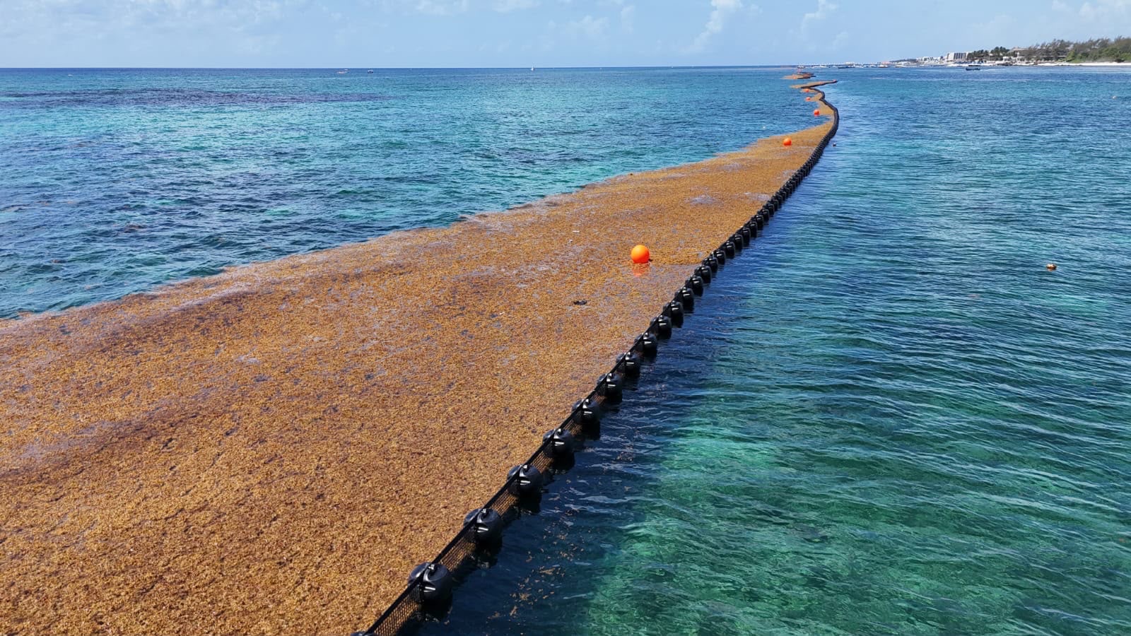 Cinco kilómetros de barreras contra el sargazo: una medida necesaria, pero insuficiente en Playa del Carmen