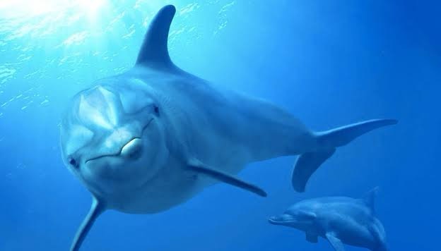 Cerrar delfinarios es abrir conciencia