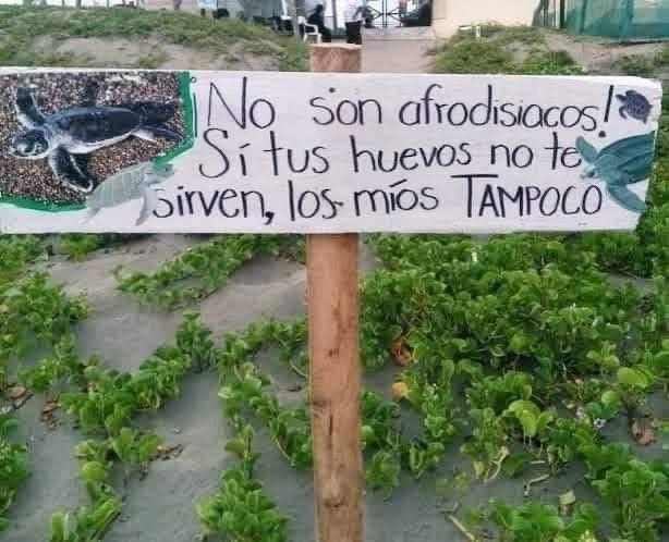 Huevos de tortuga: ignorancia con sal y limón