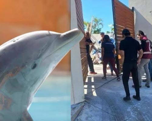 Mincho, los delfines y la política que sí suma:Cuando el medio ambiente deja de ser discurso y se vuelve capital político