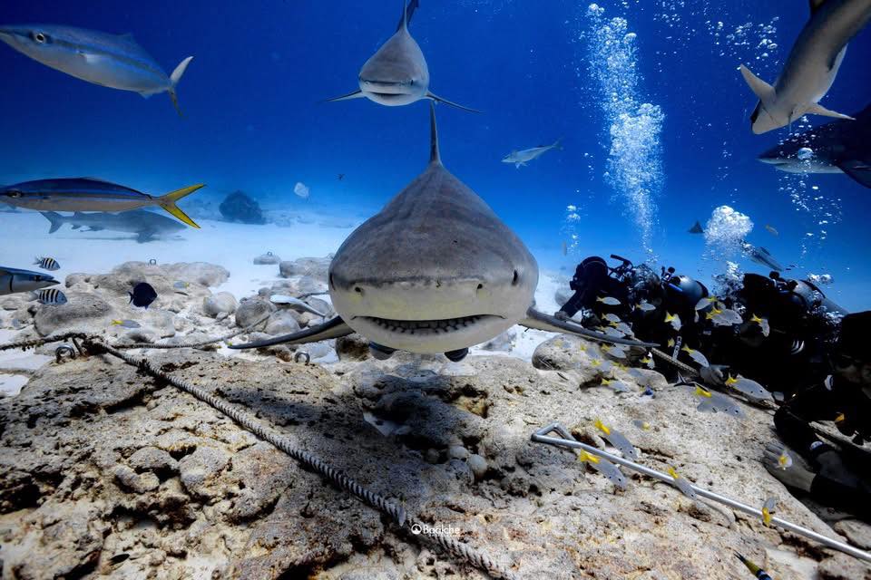 Tiburones en peligro: Conciencia, acción y orgullo quintanarroense.